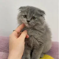 اسکاتیش بلوکرم 3 ماهه