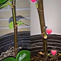 گل گیاه|گل و گیاه طبیعی|بهارستان, |دیوار