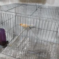 قناری  نر  با ماده