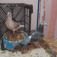 کفتر|پرنده|شیروان (خراسان), |دیوار