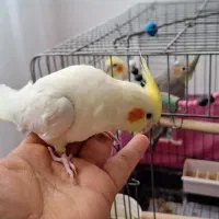 عروس هلندی کار داده