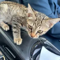 واگذاری رایگان بچه گربه