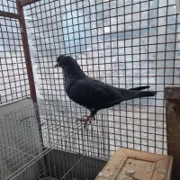 کبوتر|پرنده|آزادشهر, |دیوار