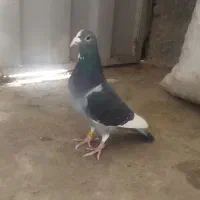 اردن|پرنده|تبریز, |دیوار