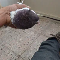 ماده کله سرخ|پرنده|فردوس (خراسان), |دیوار