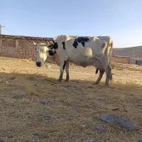 گاواصیل