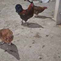 خروس|حیوانات مزرعه|مرند, |دیوار