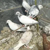 کفتر گرفتنی|پرنده|قم, آزادگان|دیوار
