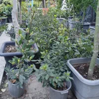 برگ بو سطل۱۰