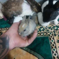 خرگوش به اتفاق خانواده