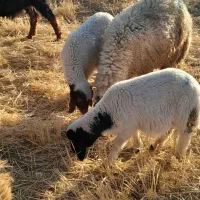 بره نروماده|حیوانات مزرعه|کوزران, |دیوار