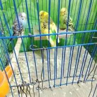 مرغ عشق ضمانتی|پرنده|کرمان, |دیوار