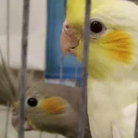 فروش عروس ماده مولد وجوجه هایش