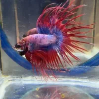 فایتر  سوپر گرید