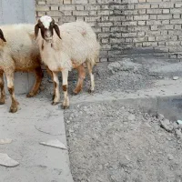 دومیش ودوبره|حیوانات مزرعه|شوشتر, |دیوار