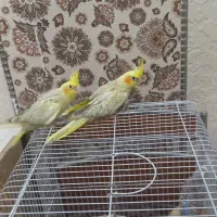 عروس هلندی