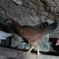 خروس گلین سفید نیمچه مرندی فریک لاری جوان|حیوانات مزرعه|آبیک, |دیوار