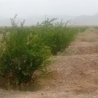 فروش یک قطعه زمین باغی با درخت با مجوز دیوار کشی|فروش دفتر صنعتی، کشاورزی، تجاری|شهرضا, |دیوار