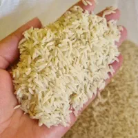 برنج محلی گیلان