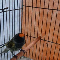 سهره گلبسر۱۰عدد