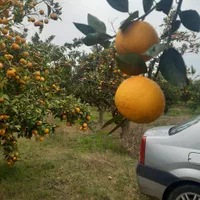 باغ مرکبات زیبا و ارزنده/۱۷۸۷ متر