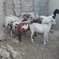 نزار چاق گوشتی