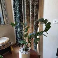 بنسای زاموفیلیا|گل و گیاه طبیعی|تهران, میرداماد|دیوار