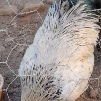 خوروس محلی سالم سرحال جوان بزرگ