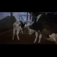 گاو وگوساله سیمینتال