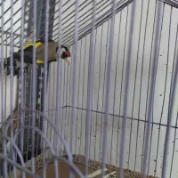 فقط معاوضه با دوبر نر|پرنده|اردبیل, |دیوار