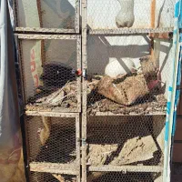 یک عدرآهنی بسیارمحکم سایز۱۳۰×۹۰.یکعددجفتگاه .|لوازم جانبی حیوانات|گنبد کاووس, |دیوار