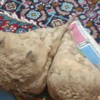 چغندر برای دام