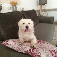 حیوانات|سگ|تربت‌حیدریه, دیزقند|دیوار