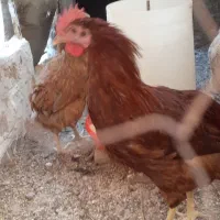 خروس