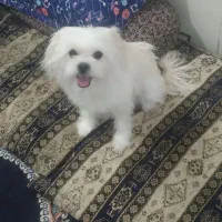 سگ تربیت شده ی باهوش.