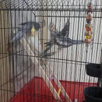 سه عدد عدد عروس هلندی