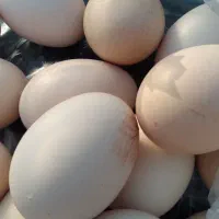 تخم مرغ محلی ارگانیک|خوردنی و آشامیدنی|آق قلا, |دیوار