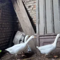 غازمحلی|حیوانات مزرعه|آزادشهر, |دیوار