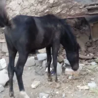 اسب نر ورزشی