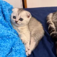 بریتیش اسکاتیش دختر سیلور