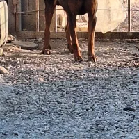 واگذاری سه عدد سگ ژرمن و روت وایلر