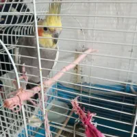 جفت عروس بایک جوجه،،معاوضه با قناری نرمست