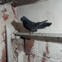 کبوتر نر|پرنده|اردبیل, |دیوار