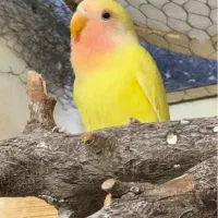 جفت کتوله صورت هلویی