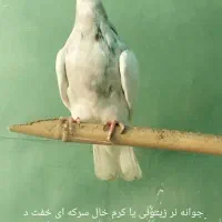 طوقی کرمانشاه|پرنده|رامیان, |دیوار