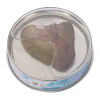 ست باکس گل و گردنبند مروارید عشق کوچک|گل مصنوعی|تهران, جوادیه تهرانپارس|دیوار