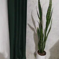 گل سانسوریا