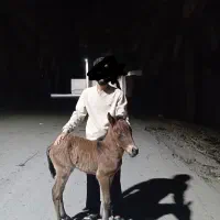 اسب کرد با کره