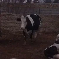 شیر پرچرب روزی ۱۰۰کیلو