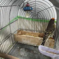 گلبسر|پرنده|شیراز, کوشک میدان|دیوار